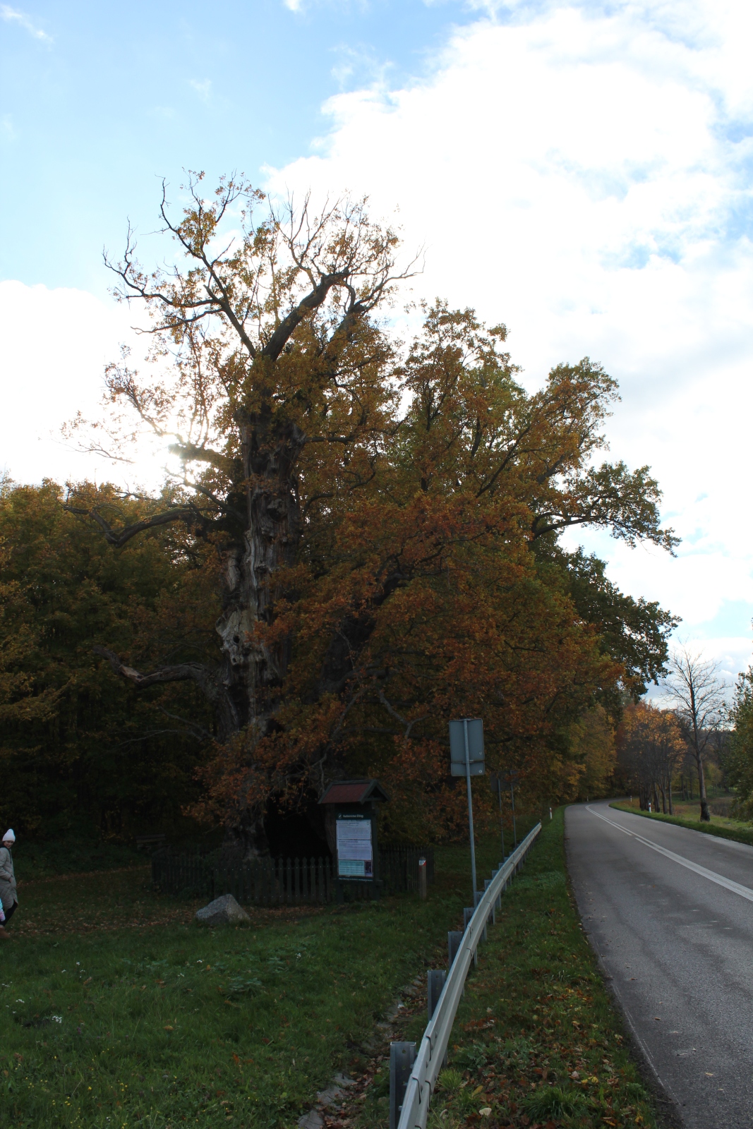 Bażyński Oak in Kadyny