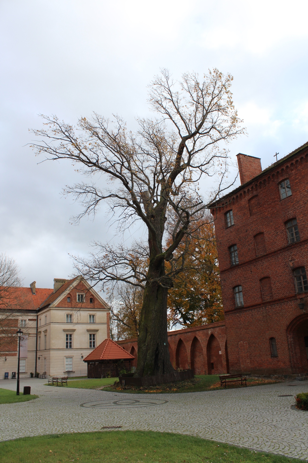 Mikołaj Oak in Frombork